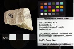 Foto (Objket + Etiketten) von Goniodromites sp. 